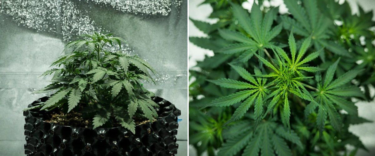 Pianta di cannabis Royal Dwarf nella settimana 3, con crescita compatta e folta, segni precoci di fioritura, fogliame verde sano e un contenitore AirPot.