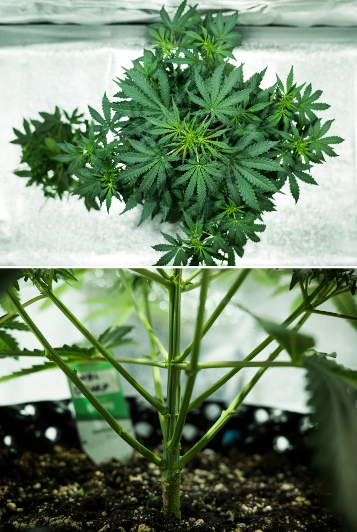 Pianta di cannabis Royal Dwarf nella settimana 4, con inizio della fioritura, fogliame verde sano, struttura dei rami robusta e un fusto principale solido.