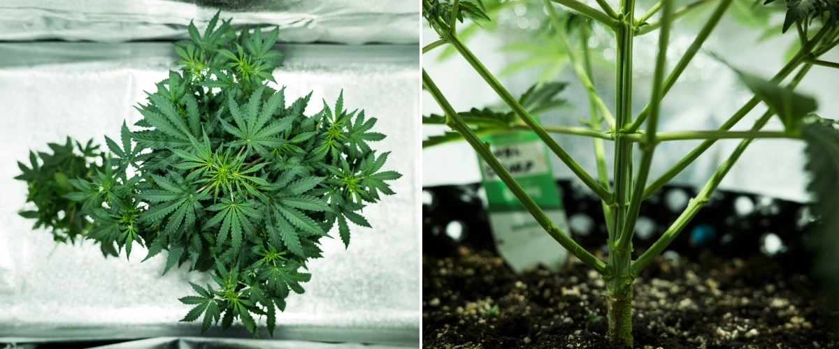 Pianta di cannabis Royal Dwarf nella settimana 4, con inizio della fioritura, fogliame verde sano, struttura dei rami robusta e un fusto principale solido.