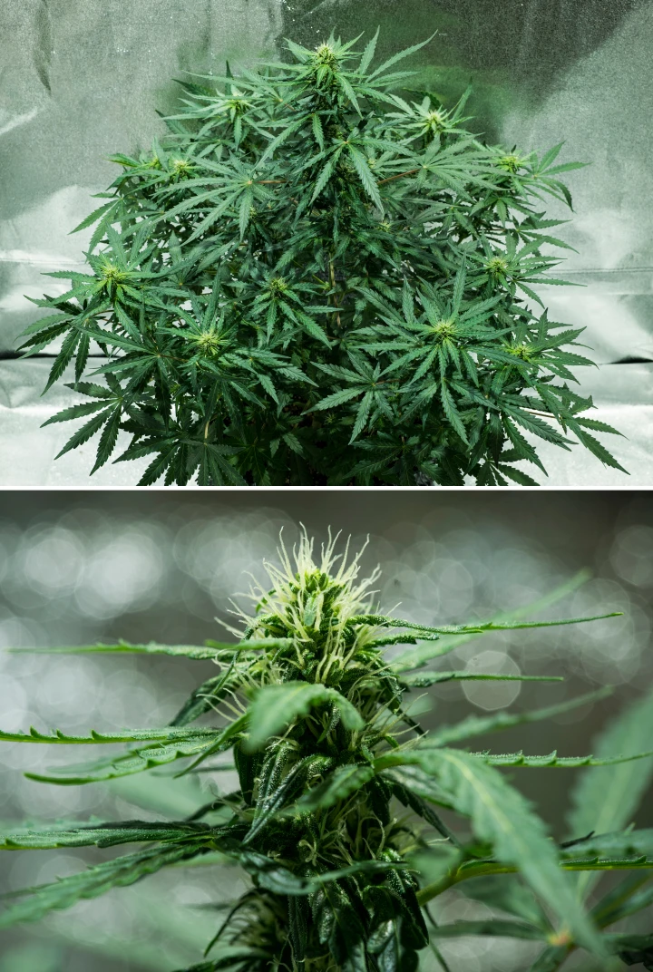 Pianta di cannabis Royal Dwarf nella settimana 5, con cime in sviluppo, pistilli bianchi, fogliame verde sano e una struttura di fioritura compatta.