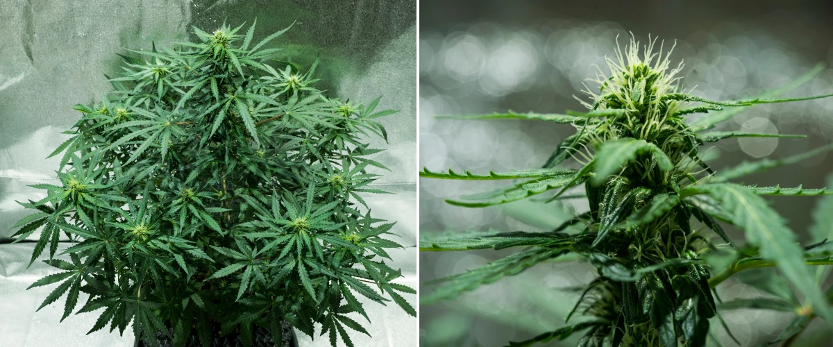Pianta di cannabis Royal Dwarf nella settimana 5, con cime in sviluppo, pistilli bianchi, fogliame verde sano e una struttura di fioritura compatta.