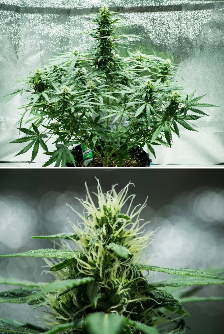Pianta di cannabis Royal Dwarf nella settimana 6, con cime resinose, pistilli bianchi, fogliame sano e una cola principale alta.