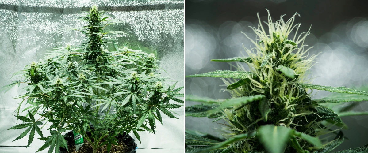 Pianta di cannabis Royal Dwarf nella settimana 6, con cime resinose, pistilli bianchi, fogliame sano e una cola principale alta.