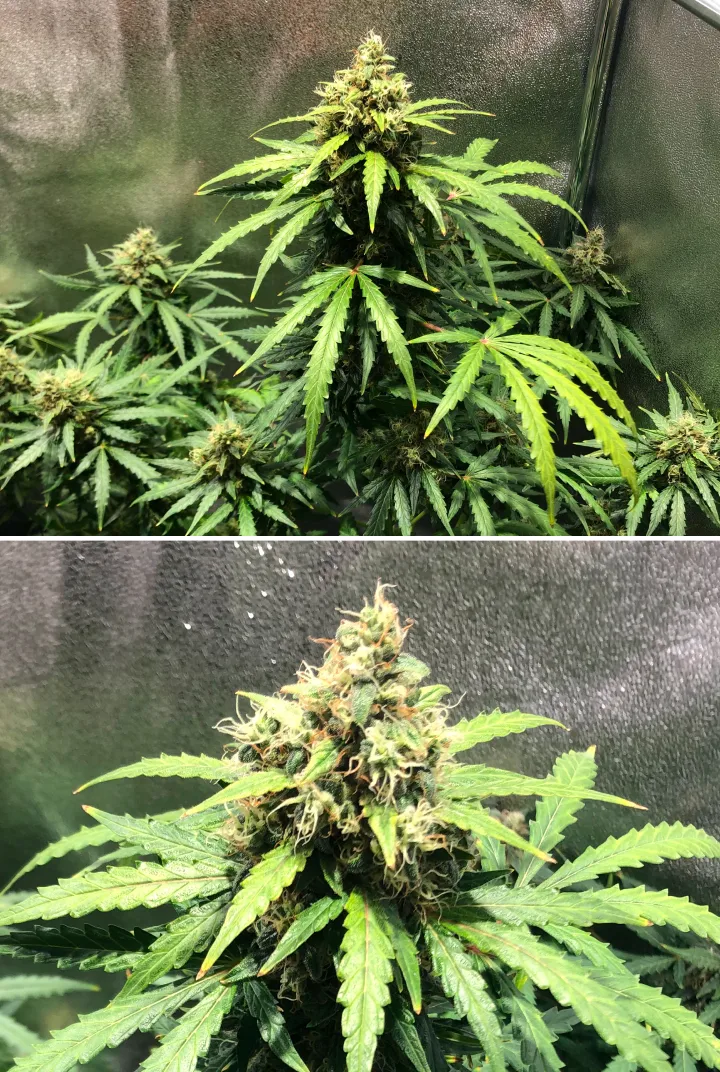 Pianta di cannabis Royal Dwarf nella settimana 8, con cime in fioritura avanzata, pistilli arancioni, fiori resinosi e fogliame verde sano.