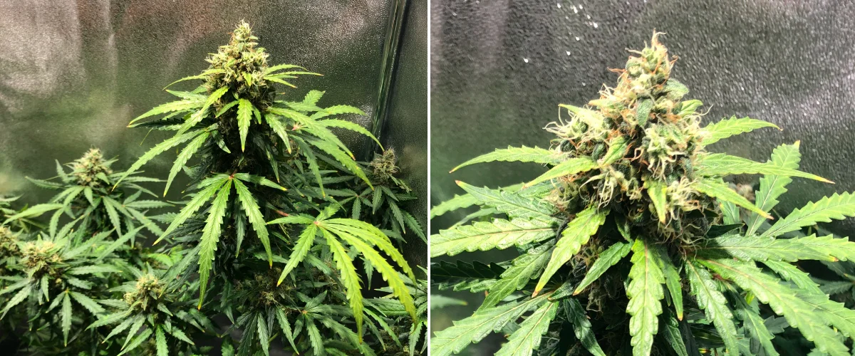 Pianta di cannabis Royal Dwarf nella settimana 8, con cime in fioritura avanzata, pistilli arancioni, fiori resinosi e fogliame verde sano.