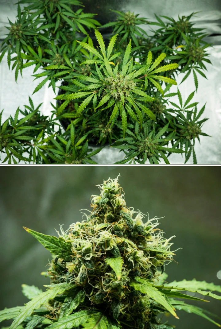 Pianta di cannabis Royal Dwarf nella settimana 9, con cime pronte per il raccolto, fiori densi e resinosi, pistilli arancioni e fogliame verde sano.