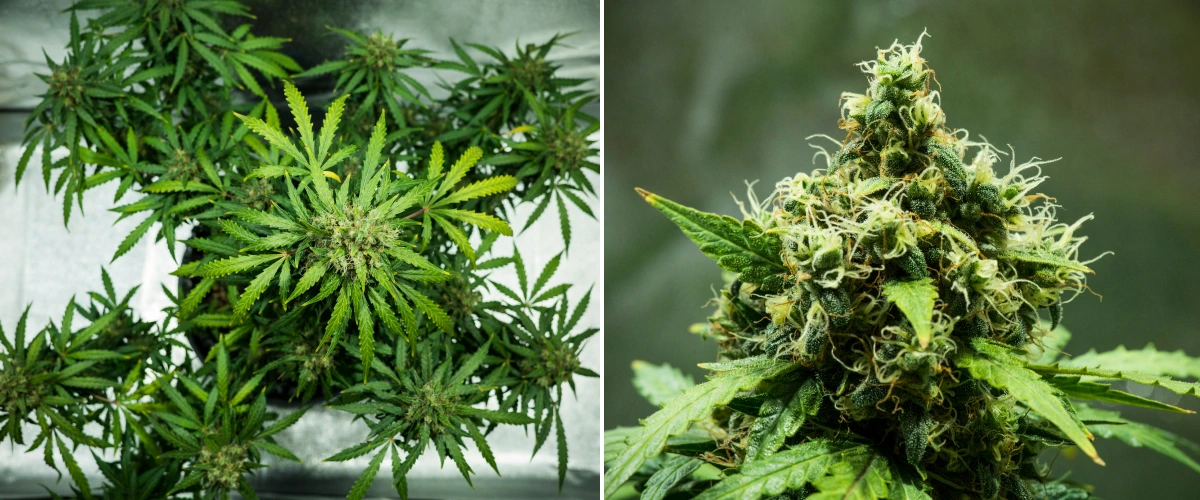 Pianta di cannabis Royal Dwarf nella settimana 9, con cime pronte per il raccolto, fiori densi e resinosi, pistilli arancioni e fogliame verde sano.