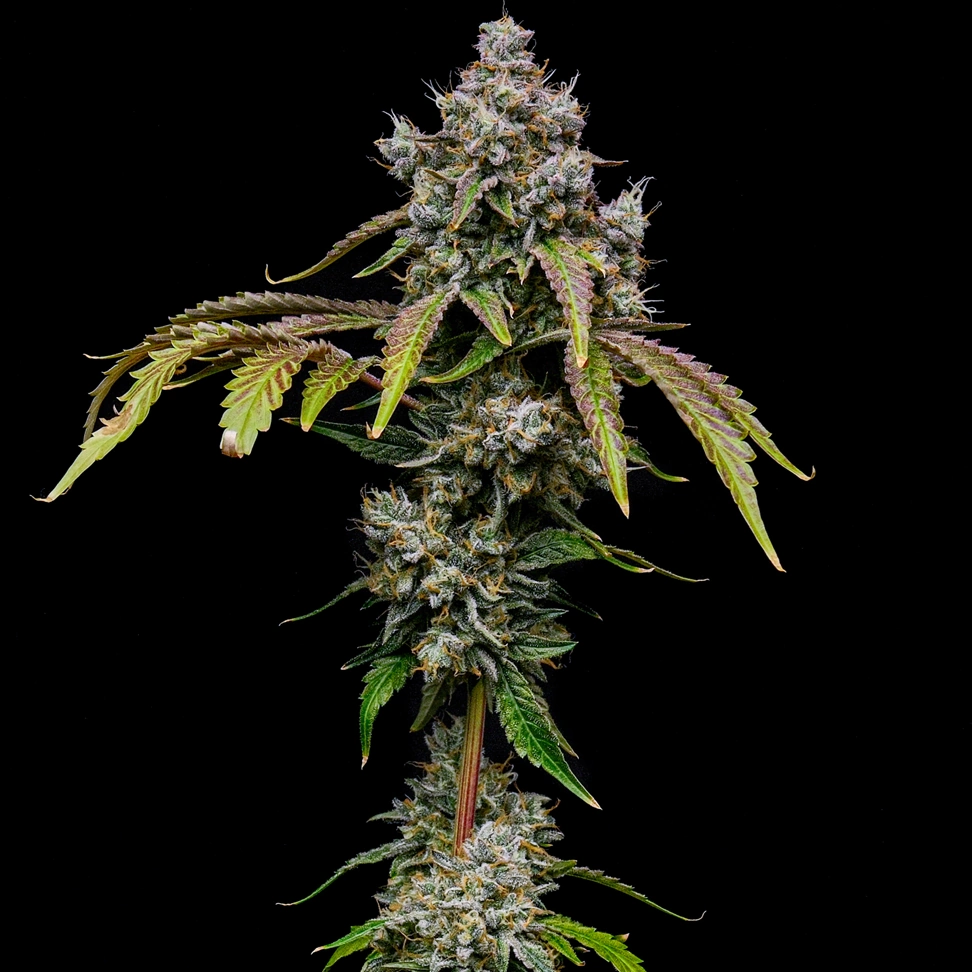 Royal Cookies