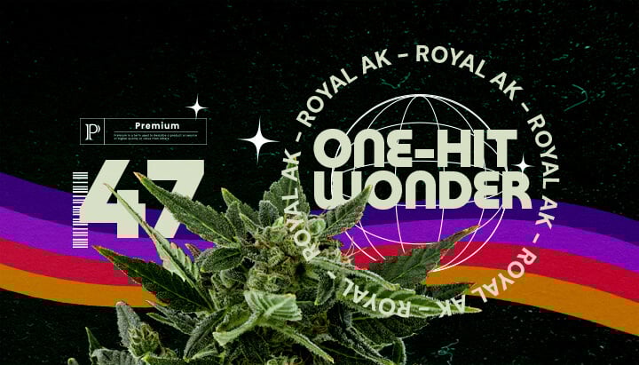 Informazioni sulla Varietà Royal AK Guida Cannabis Un'illustrazione di un bocciolo di cannabis con il testo