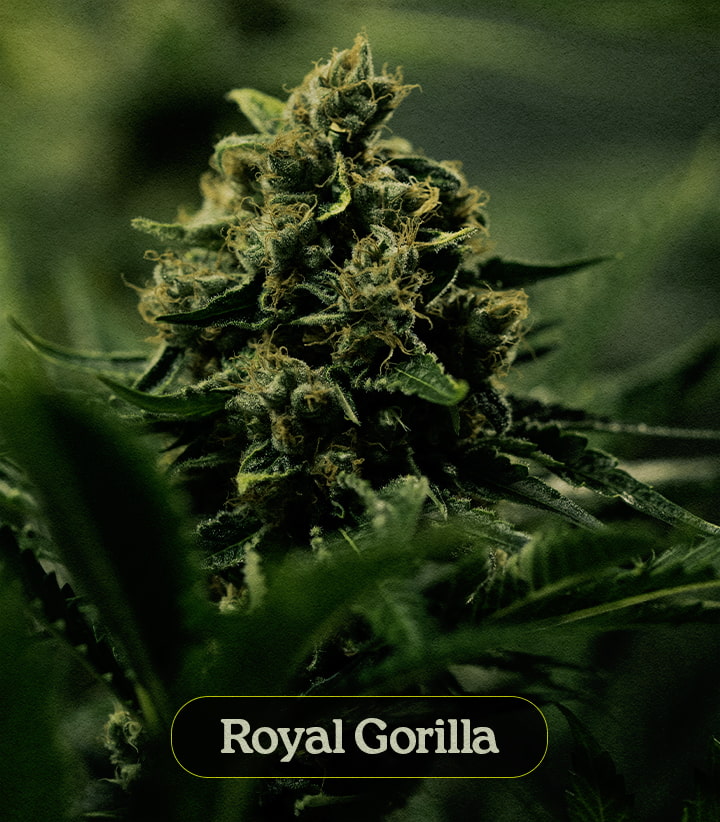 Royal Gorilla
