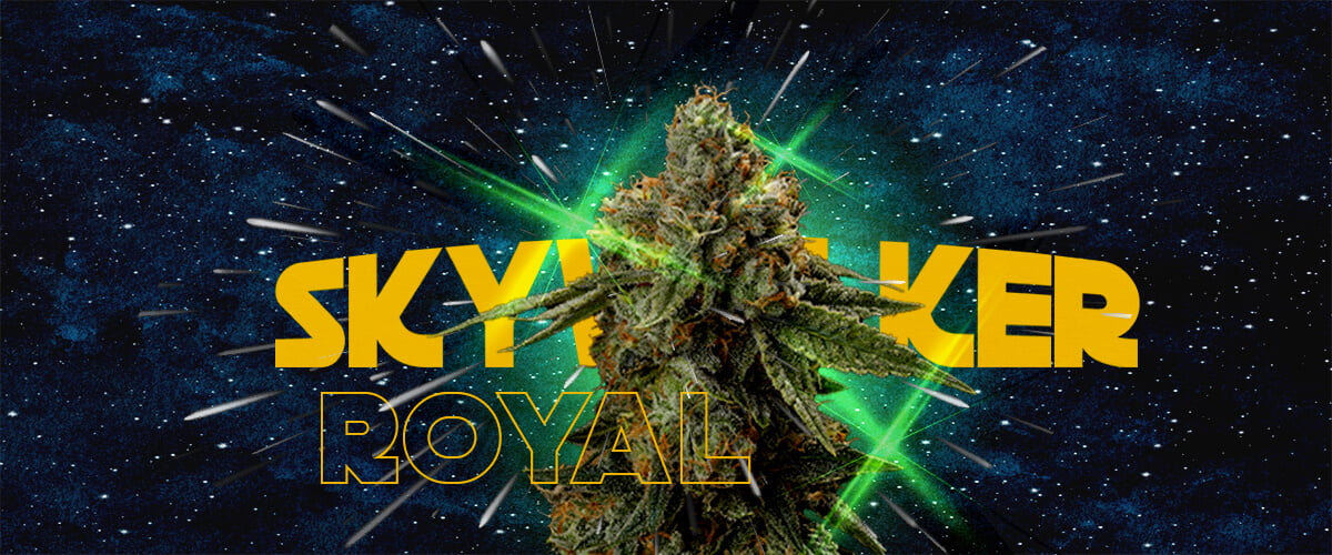 Perché i Coltivatori Amano Royal Skywalker Cannabis Un'illustrazione di un bocciolo di cannabis con il testo