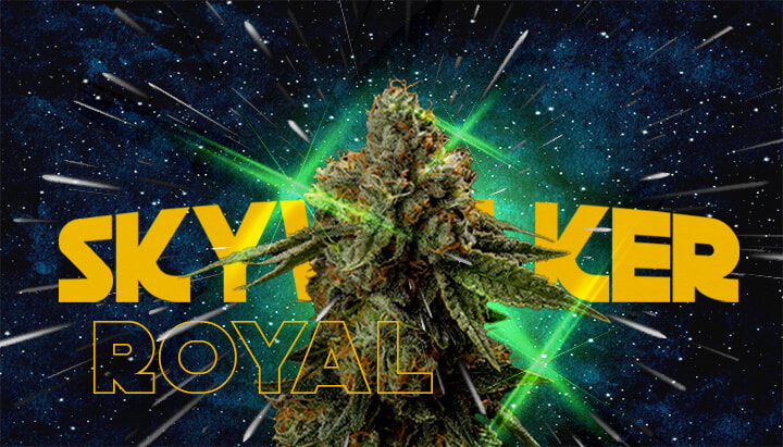 Perché i Coltivatori Amano Royal Skywalker Cannabis Un'illustrazione di un bocciolo di cannabis con il testo