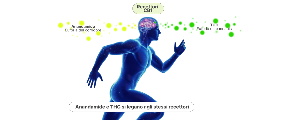 Illustrazione che mostra come anandamide e THC si legano ai recettori CB1 nel cervello, spiegando la somiglianza tra il runner’s high e l’effetto della cannabis