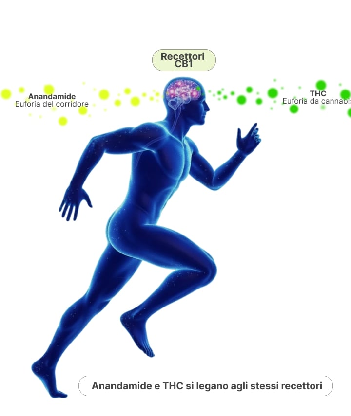Illustrazione che mostra come anandamide e THC si legano ai recettori CB1 nel cervello, spiegando la somiglianza tra il runner’s high e l’effetto della cannabis