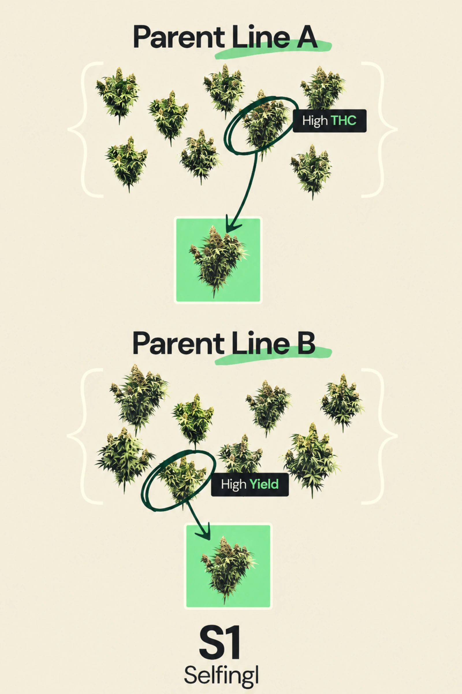 Diagramma che spiega il selfing S1 nel breeding della cannabis ibrida F1, mostrando la linea parentale A selezionata per l’alto THC e la linea parentale B selezionata per l’alta resa come parte dello sviluppo di linee inbred.