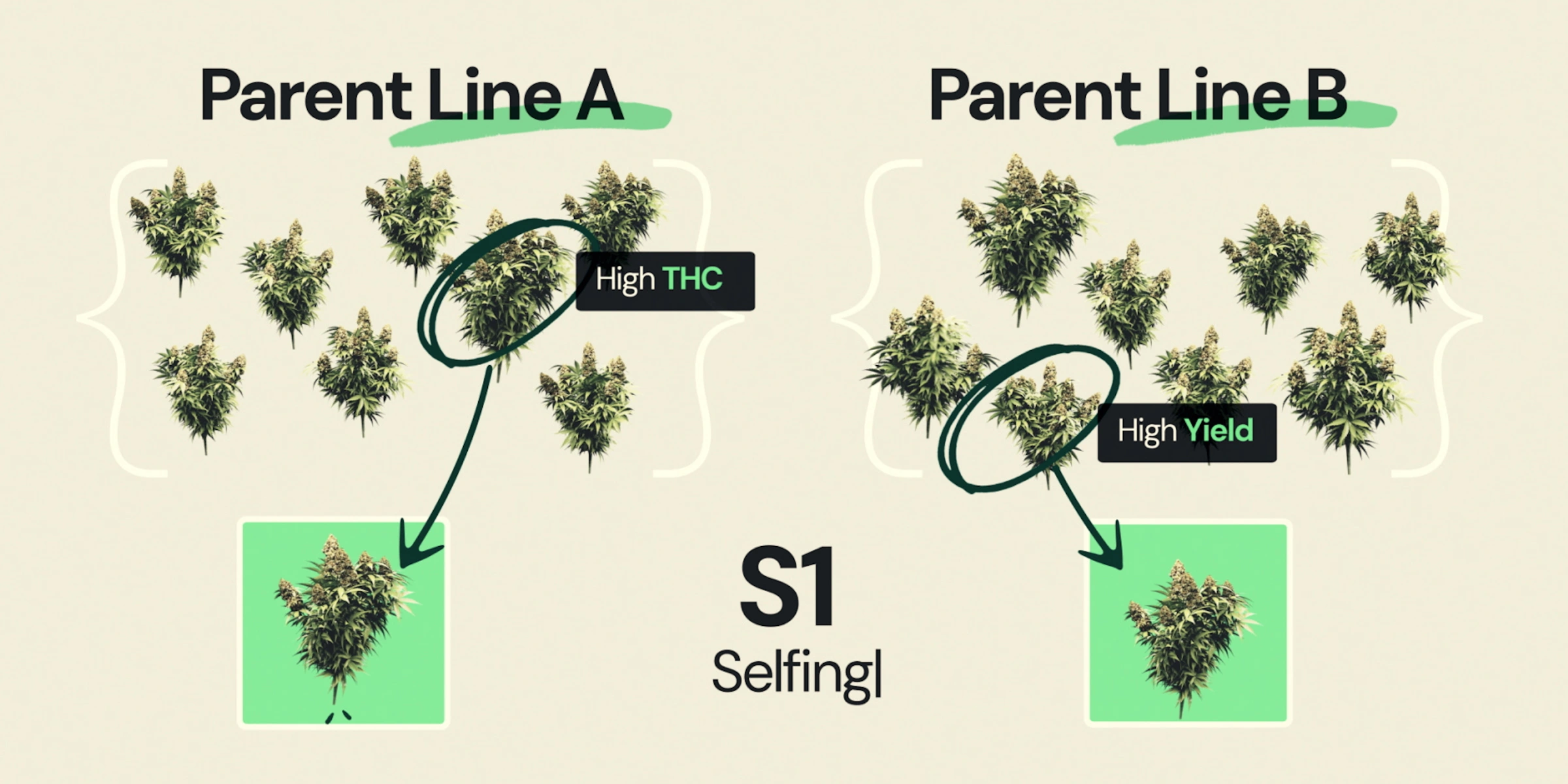 Selfing S1 nel breeding della cannabis ibrida F1 Diagramma che spiega il selfing S1 nel breeding della cannabis ibrida F1, mostrando la linea parentale A selezionata per l’alto THC e la linea parentale B selezionata per l’alta resa come parte dello sviluppo di linee inbred.