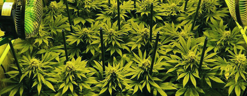 Il metodo Sea Of Green, o SOG, con le varietà autofiorenti Il metodo Sea Of Green, o SOG, con le varietà autofiorenti