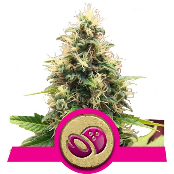 Somango XL