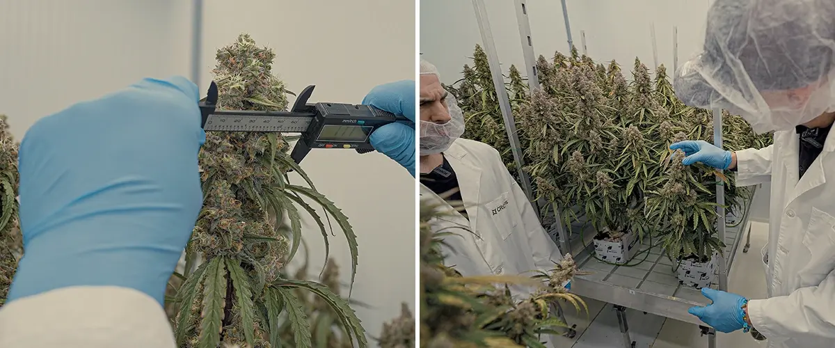 Guida SOP Ibridi Cannabis F1 CRIC Labs Un'illustrazione di ibridi di cannabis F1 uniformi che crescono in un ambiente controllato di CRIC Labs, evidenziando la consistenza in dimensioni, forma, potenza e sapore, su uno sfondo verde.