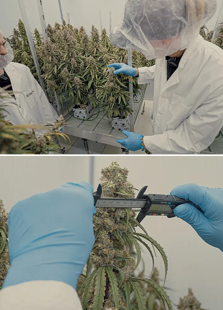 Guida SOP Ibridi Cannabis F1 CRIC Labs Un'illustrazione di ibridi di cannabis F1 uniformi che crescono in un ambiente controllato di CRIC Labs, evidenziando la consistenza in dimensioni, forma, potenza e sapore, su uno sfondo verde.