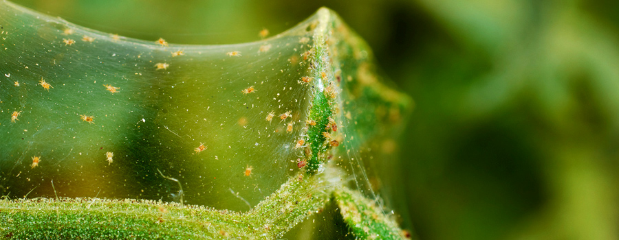 persimils phytoseliulus cannabis ragni rossi