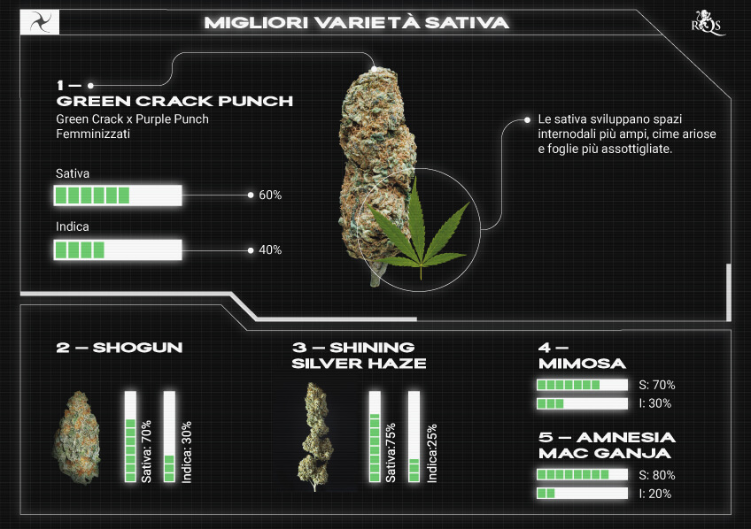 Top RQS Sativa Strains