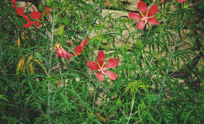 Hibiscus coccineus