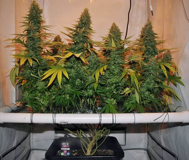 Amnesia Haze cresciuto con lo schermo del Metodo Verde scrog Amnesia Haze cresciuto con lo schermo del Metodo Verde scrog