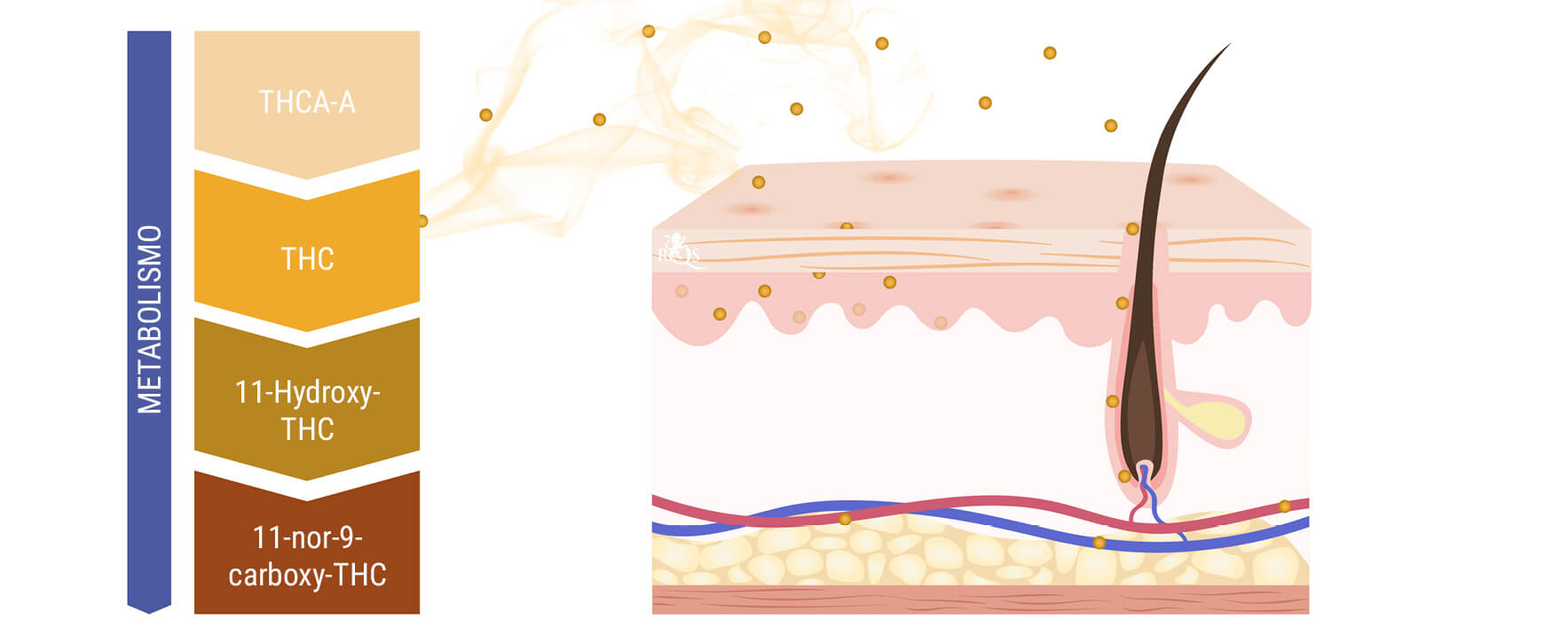 Il Fumo di Marijuana Può Essere Assorbito Attraverso la Pelle o i Capelli? Il Fumo di Marijuana Può Essere Assorbito Attraverso la Pelle o i Capelli?