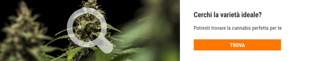 Cannabis Seedfinder