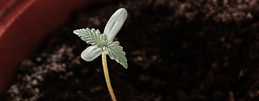 Albino Seedling