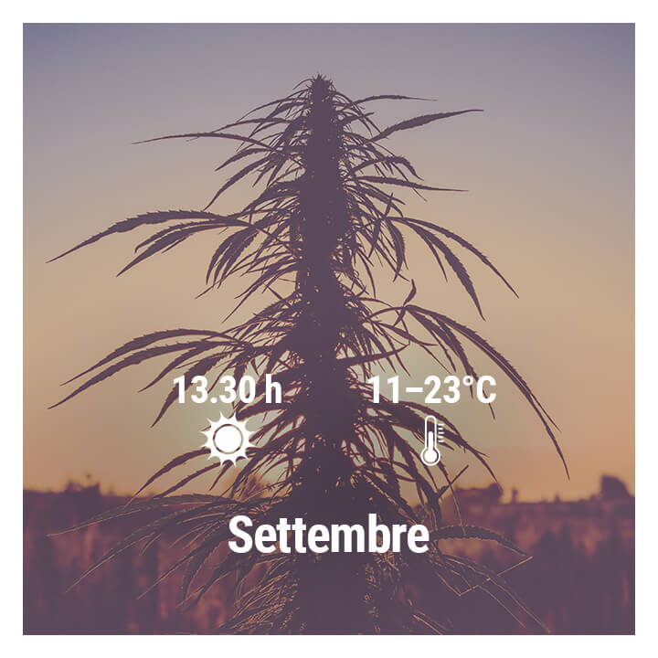 Come Coltivare Cannabis all'Aperto in Germania, Settembre