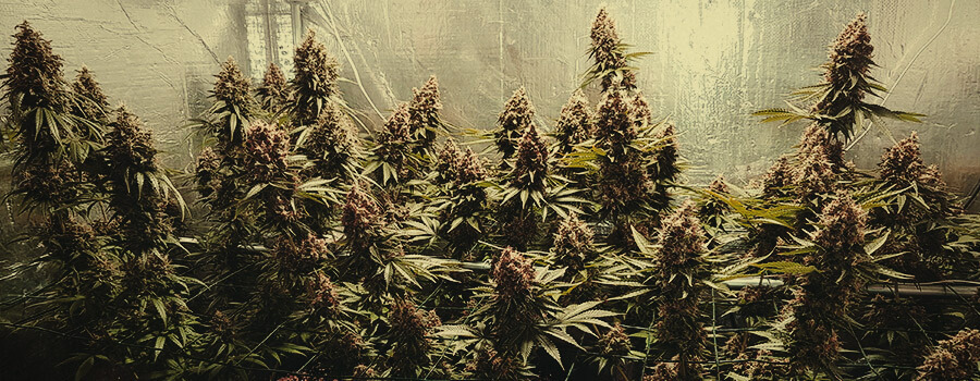 Shining Silver Haze Shining Silver Haze