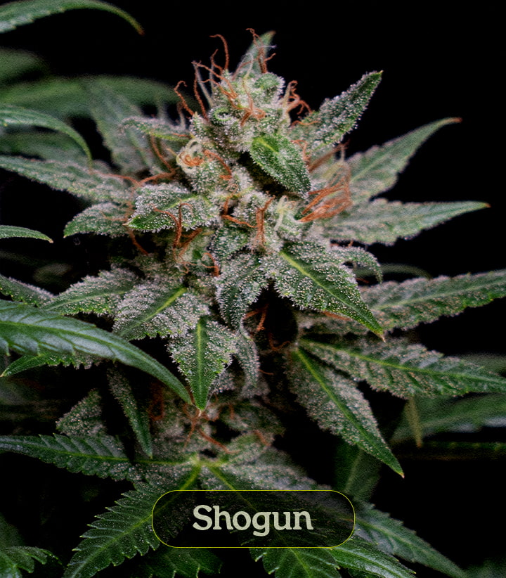 Shogun