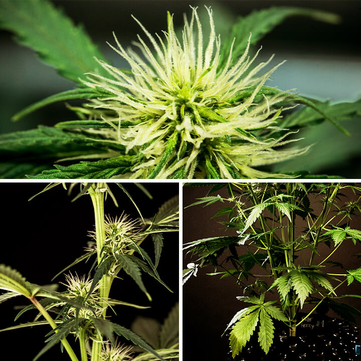 Signs of cannabis flowering