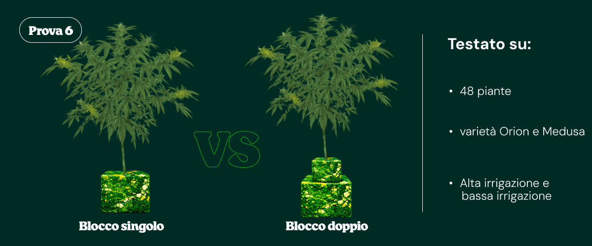 Introduzione alla prova 6 che confronta i sistemi di irrigazione single block e dual block su piante di cannabis