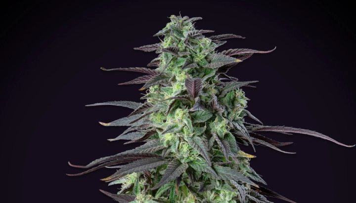 Pianta di cannabis Skunk XL con cime dense e ghiacciate, foglie verde-viola, pistilli bianchi e una struttura di fioritura compatta su sfondo scuro.