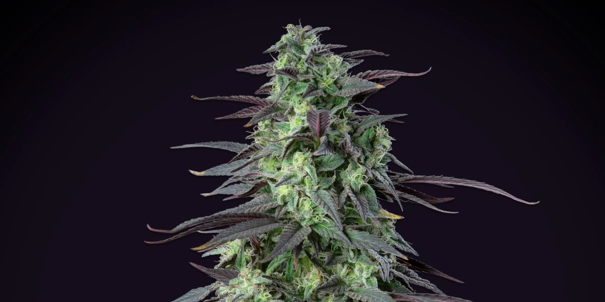 Pianta di cannabis Skunk XL con cime dense e ghiacciate, foglie verde-viola, pistilli bianchi e una struttura di fioritura compatta su sfondo scuro.