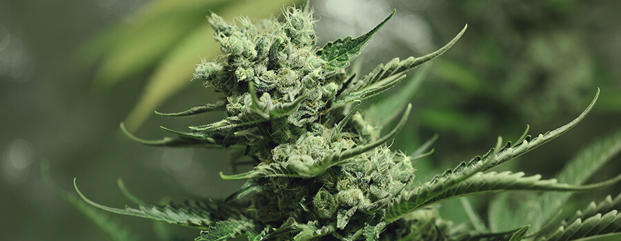 Skunk XL Skunk XL