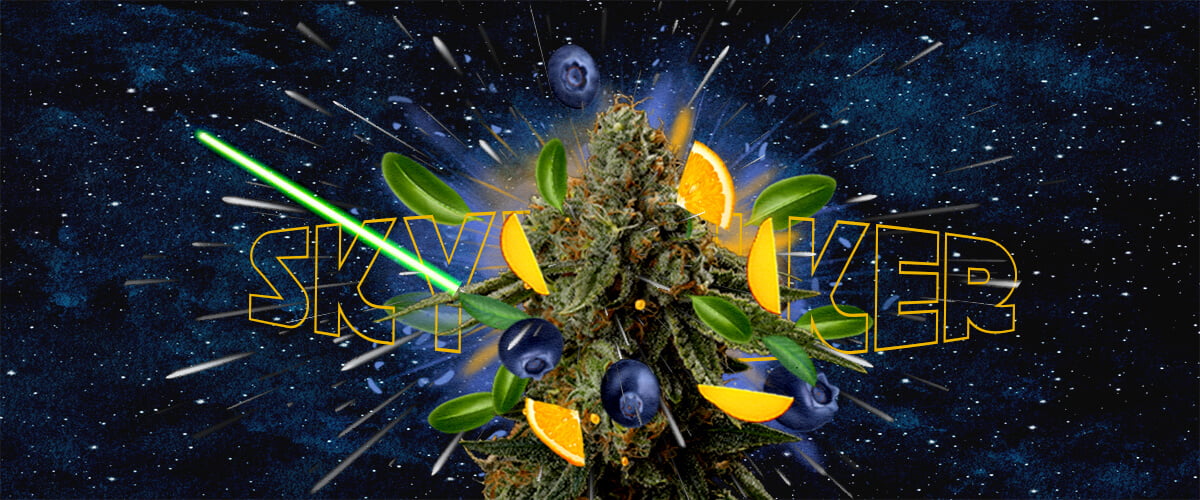 Profilo di Gusto e Aroma della Varietà Skywalker Cannabis Un'illustrazione di un bocciolo di cannabis con il testo