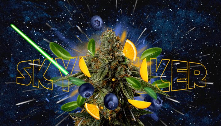 Profilo di Gusto e Aroma della Varietà Skywalker Cannabis Un'illustrazione di un bocciolo di cannabis con il testo