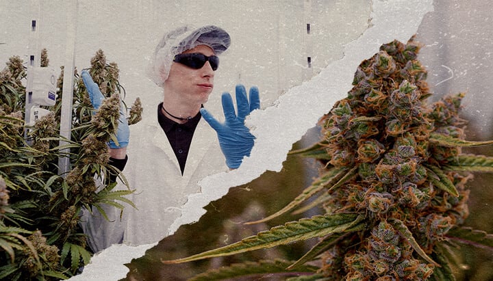 Guida Potenza Cannabis Orion Medusa F1 CRIC Labs Un'illustrazione di piante di cannabis Orion F1 e Medusa F1 con trichomi densi in una sala di coltivazione CRIC Labs, evidenziando profili di terpeni potenti e struttura robusta, su uno sfondo verde.