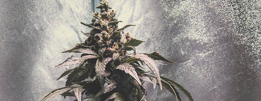 Solomatic CBD Solomatic CBD