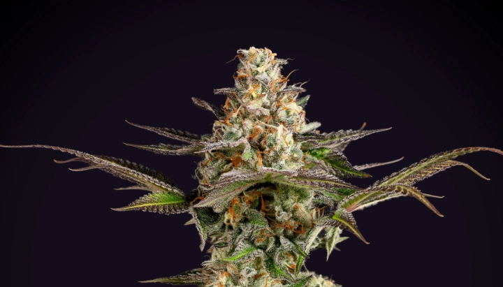 Pianta di cannabis Somango XL con una cola densa e ghiacciata, pistilli arancioni, foglie verde-viola e una struttura di fioritura compatta su sfondo scuro.