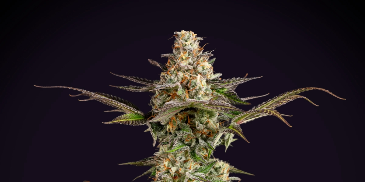 Pianta di cannabis Somango XL con una cola densa e ghiacciata, pistilli arancioni, foglie verde-viola e una struttura di fioritura compatta su sfondo scuro.