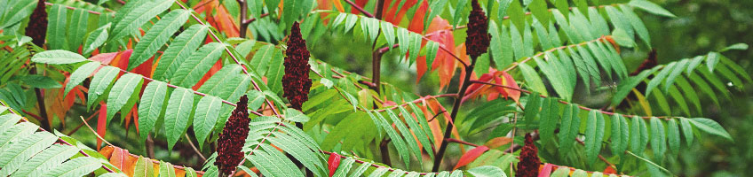 Sommaco americano (Rhus typhina) Sommaco americano (Rhus typhina)