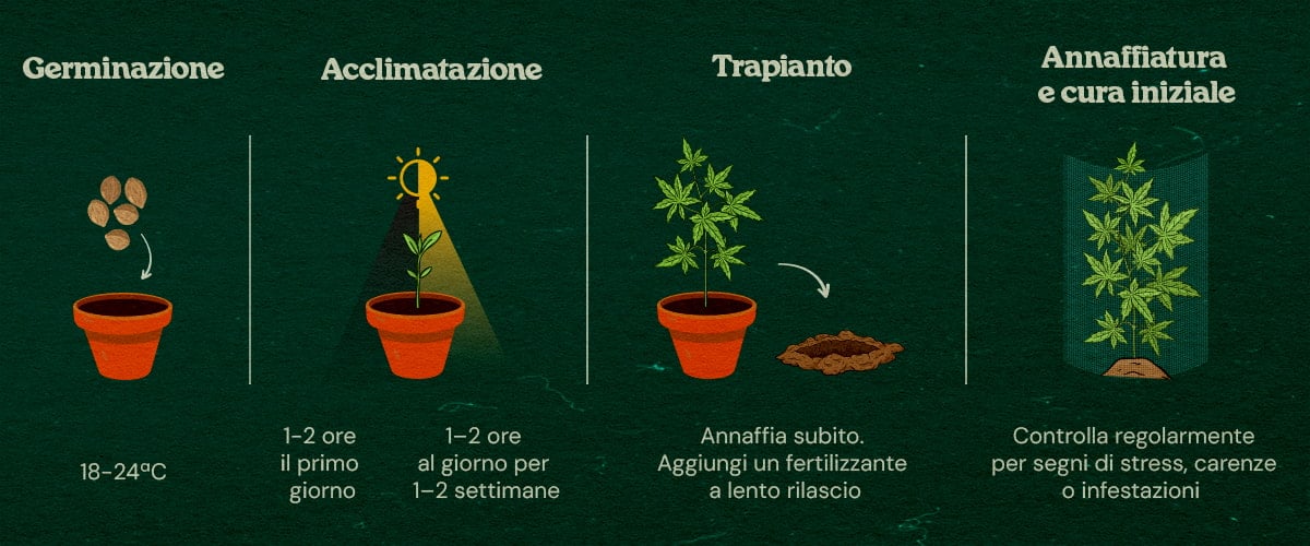 Guida Passo-Passo per Coltura Guerrilla Piantine di cannabis in una foresta con guida passo-passo per iniziare in interno, indurire, trapiantare e curare, circondate da alberi e copertura naturale.