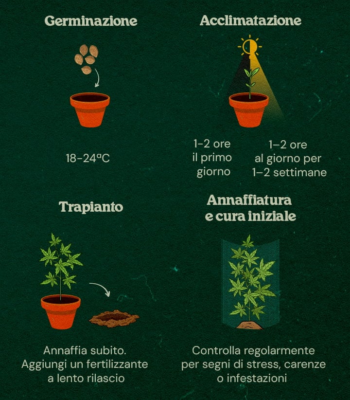 Guida Passo-Passo per Coltura Guerrilla Piantine di cannabis in una foresta con guida passo-passo per iniziare in interno, indurire, trapiantare e curare, circondate da alberi e copertura naturale.