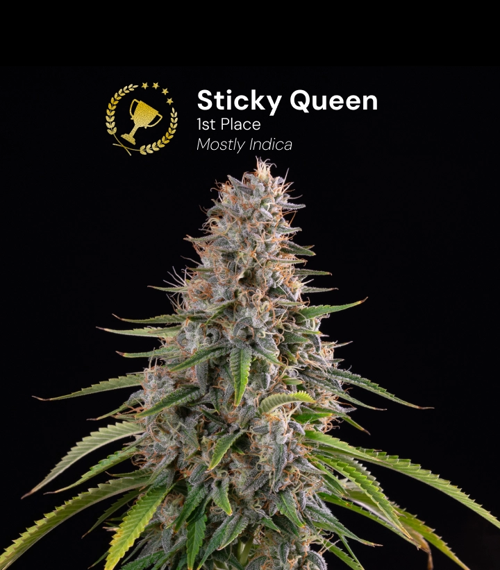 Sticky Queen, varietà di cannabis premiata Scopri Sticky Queen, una varietà di cannabis prevalentemente indica e premiata, con cime dense e resinose.