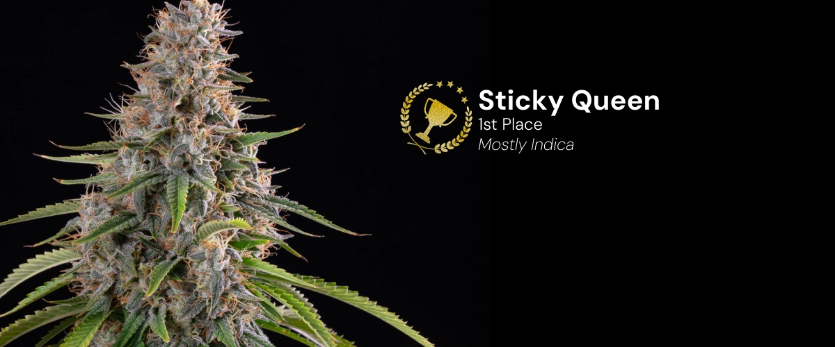 Sticky Queen, varietà di cannabis premiata Scopri Sticky Queen, una varietà di cannabis prevalentemente indica e premiata, con cime dense e resinose.